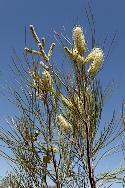 APII jpeg image of Grevillea albiflora  © contact APII