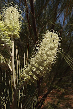 APII jpeg image of Grevillea albiflora  © contact APII