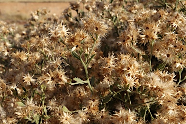 APII jpeg image of Pluchea dunlopii  © contact APII