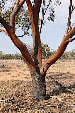 APII jpeg image of Eucalyptus ochrophloia  © contact APII