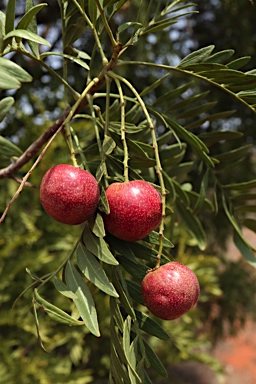 APII jpeg image of Owenia acidula  © contact APII