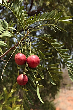 APII jpeg image of Owenia acidula  © contact APII