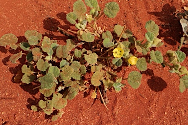 APII jpeg image of Abutilon otocarpum  © contact APII