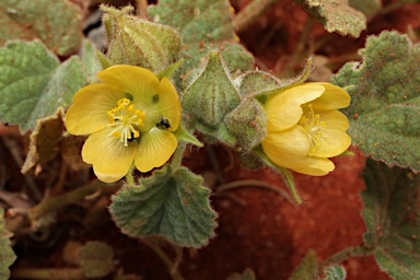 APII jpeg image of Abutilon otocarpum  © contact APII