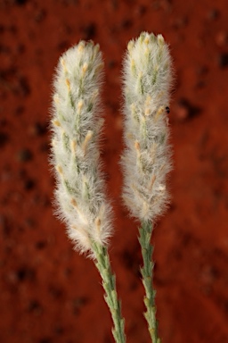 APII jpeg image of Pimelea trichostachya  © contact APII