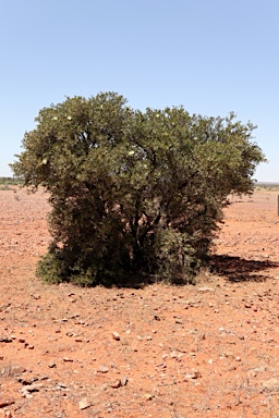 APII jpeg image of Capparis mitchellii  © contact APII