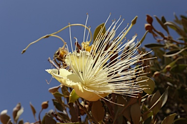 APII jpeg image of Capparis mitchellii  © contact APII