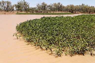 APII jpeg image of Persicaria attenuata  © contact APII