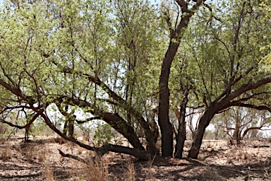 APII jpeg image of Lysiphyllum gilvum  © contact APII