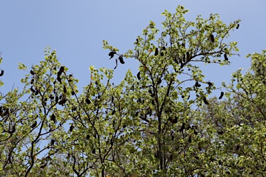 APII jpeg image of Lysiphyllum gilvum  © contact APII