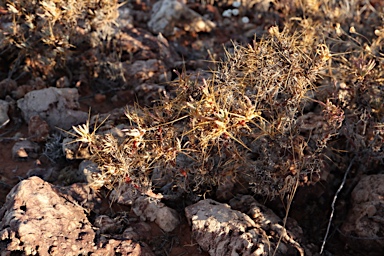 APII jpeg image of Sclerolaena longicuspis  © contact APII