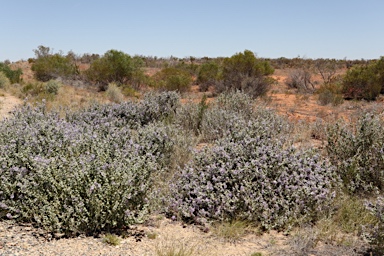APII jpeg image of Solanum oligacanthum  © contact APII
