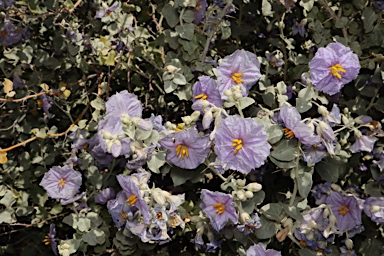 APII jpeg image of Solanum oligacanthum  © contact APII