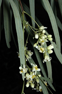 APII jpeg image of Atalaya hemiglauca  © contact APII