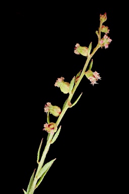 APII jpeg image of Haloragis heterophylla  © contact APII