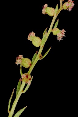 APII jpeg image of Haloragis heterophylla  © contact APII