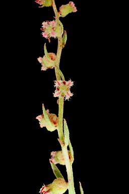 APII jpeg image of Haloragis heterophylla  © contact APII