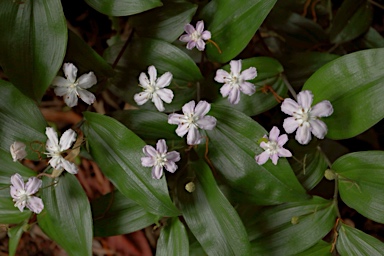 APII jpeg image of Tripladenia cunninghamii  © contact APII