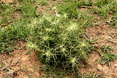 APII jpeg image of Centaurea calcitrapa  © contact APII