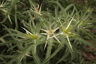 APII jpeg image of Centaurea calcitrapa  © contact APII