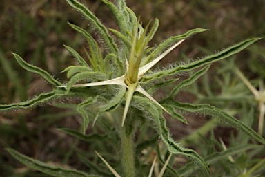 APII jpeg image of Centaurea calcitrapa  © contact APII