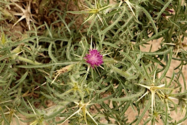 APII jpeg image of Centaurea calcitrapa  © contact APII
