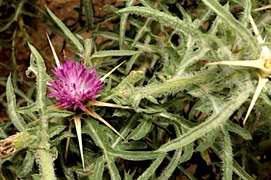APII jpeg image of Centaurea calcitrapa  © contact APII