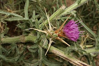 APII jpeg image of Centaurea calcitrapa  © contact APII