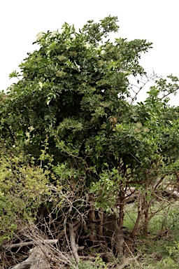 APII jpeg image of Sambucus nigra  © contact APII