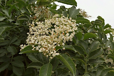 APII jpeg image of Sambucus nigra  © contact APII