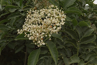 APII jpeg image of Sambucus nigra  © contact APII