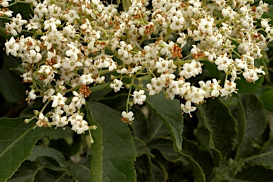 APII jpeg image of Sambucus nigra  © contact APII