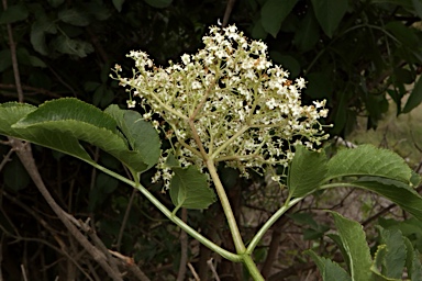 APII jpeg image of Sambucus nigra  © contact APII