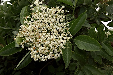 APII jpeg image of Sambucus nigra  © contact APII