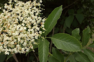 APII jpeg image of Sambucus nigra  © contact APII