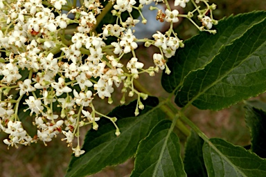 APII jpeg image of Sambucus nigra  © contact APII