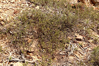 APII jpeg image of Pultenaea procumbens  © contact APII