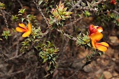 APII jpeg image of Pultenaea procumbens  © contact APII
