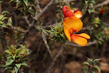 APII jpeg image of Pultenaea procumbens  © contact APII