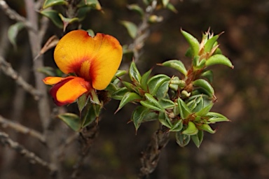 APII jpeg image of Pultenaea procumbens  © contact APII