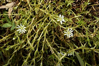 APII jpeg image of Stellaria angustifolia subsp. tenella  © contact APII