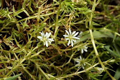 APII jpeg image of Stellaria angustifolia subsp. tenella  © contact APII
