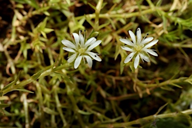 APII jpeg image of Stellaria angustifolia subsp. tenella  © contact APII