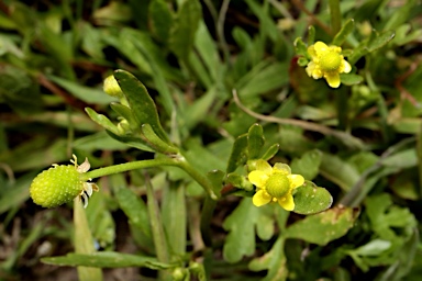 APII jpeg image of Ranunculus sceleratus subsp. sceleratus  © contact APII