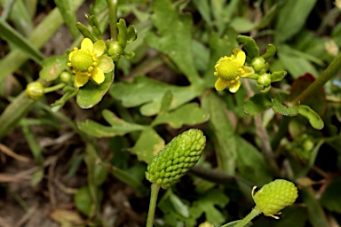 APII jpeg image of Ranunculus sceleratus subsp. sceleratus  © contact APII