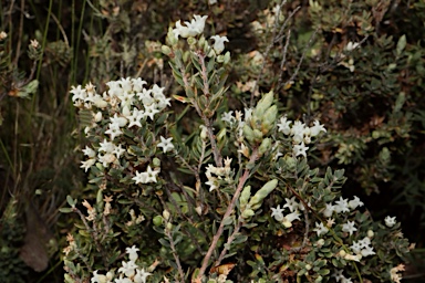 APII jpeg image of Acrothamnus hookeri  © contact APII