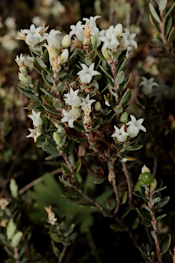 APII jpeg image of Acrothamnus hookeri  © contact APII