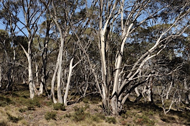 APII jpeg image of Eucalyptus pauciflora  © contact APII