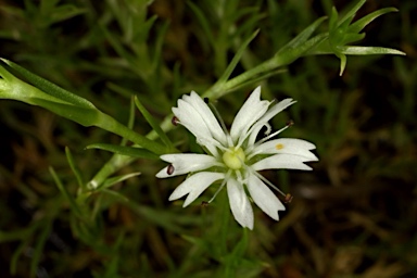 APII jpeg image of Stellaria angustifolia subsp. tenella  © contact APII