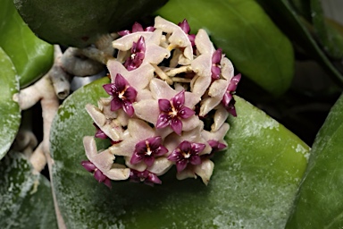 APII jpeg image of Hoya aldrichii  © contact APII